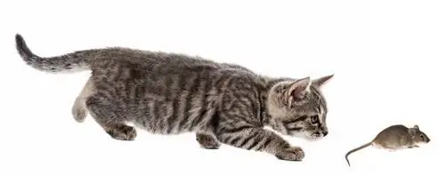 кошка охотится на мышей кошка охотится на мышей