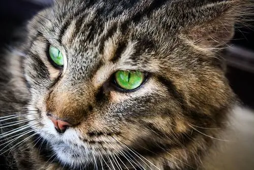 кошки живут кошки живут