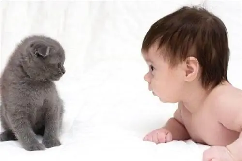 Могут ли кошки дружить с младенцами? Могут ли кошки дружить с младенцами?