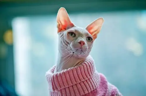 Хотите кошку, которая не линяет?