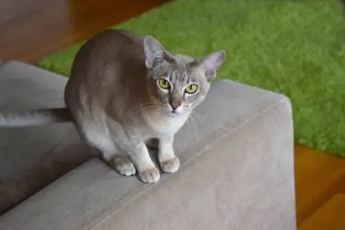 Кошка, которая не линяет: тонкинез