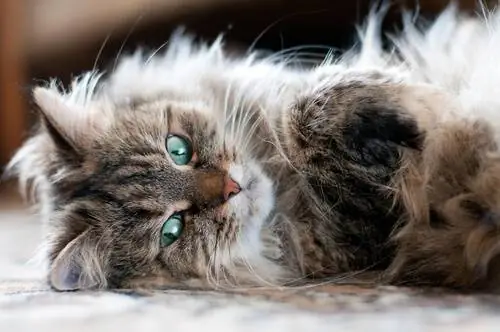 лежащий сибирский кот