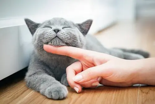 Сколько лет проживет мой кот? Сколько лет проживет мой кот?