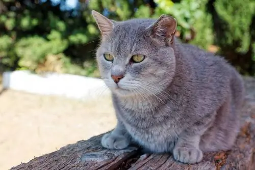 кошка становится старше кошка становится старше