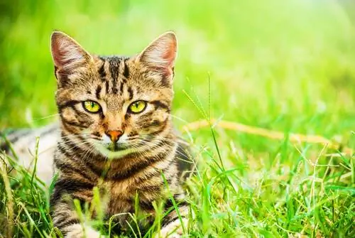 Выбор кошки смешанной породы Выбор кошки смешанной породы