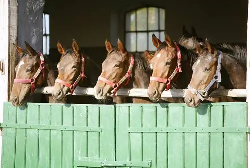 Лошади в конюшне или на открытом воздухе. Лошади в конюшне или на открытом воздухе.