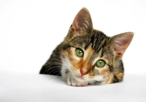 кошка с кошачьим СПИДом
