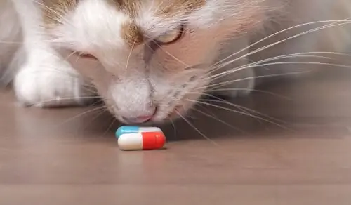 Как защитить кошку от бытовых ядов