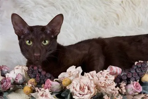 Гаванская коричневая кошка. Гаванская коричневая кошка.