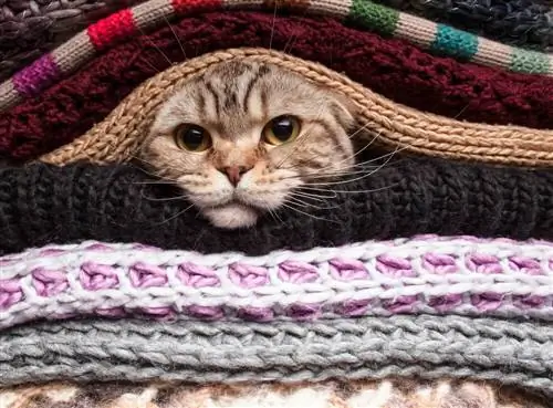 Кошка с одеждой. Кошка с одеждой.