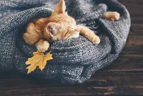 Кошка с одеялом. Кошка с одеялом.