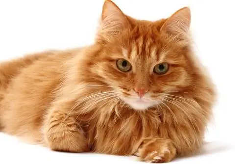 кошачий мех