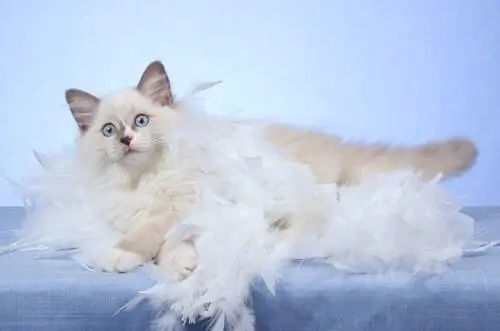 5 вещей, которые вы должны знать о линьке кошек