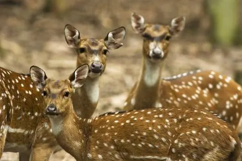 Характеристики осевого оленя