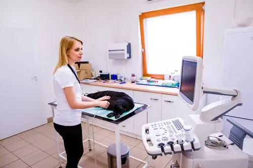 Требования для открытия ветеринарной клиники