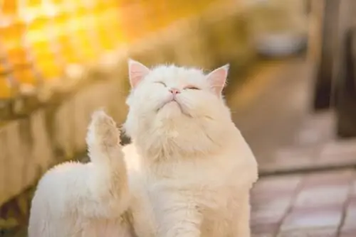 клещи у кошек