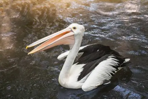 Pelecanus conspicillatus