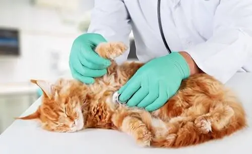 Ослабленный иммунитет кошки Ослабленный иммунитет кошки