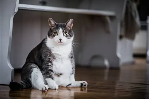 Кошка с избыточным весом.