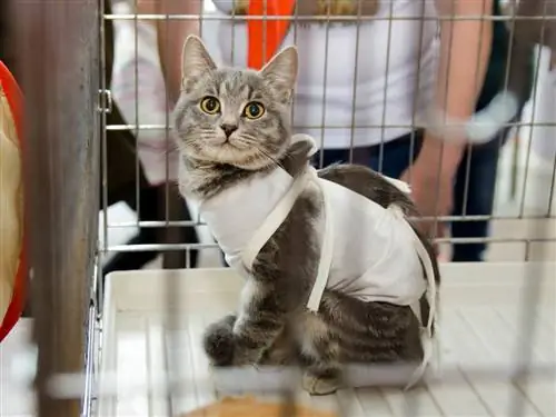 Уход за стерилизованной кошкой