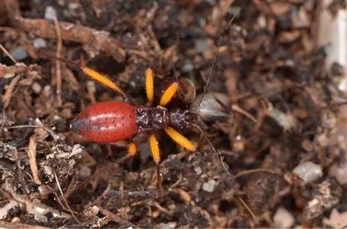 Детеныш Platymeris biguttatus. Детеныш Platymeris biguttatus.