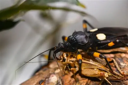 Клоп-убийца (Platymeris biguttatus): уход в неволе