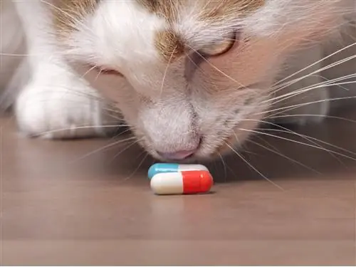 Кошка нюхает таблетки.