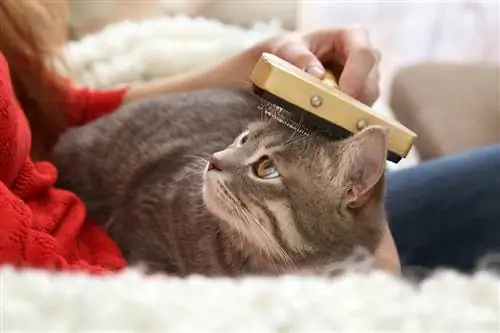 Как убрать колтуны с кошачьей шерсти?