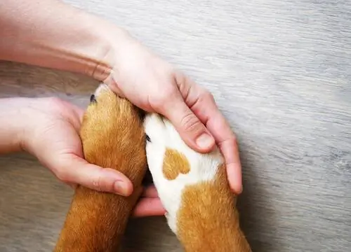 Что нужно учитывать, чтобы застраховать животное?