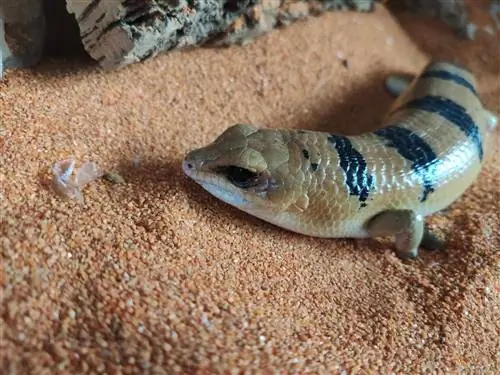 Образец Scincopus fasciatus. Образец Scincopus fasciatus.