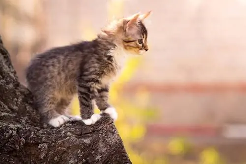 кошки, которые приземляются на лапы кошки, которые приземляются на лапы