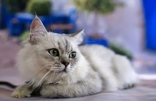 Кошачье общение: ваша кошка разговаривает Кошачье общение: ваша кошка разговаривает
