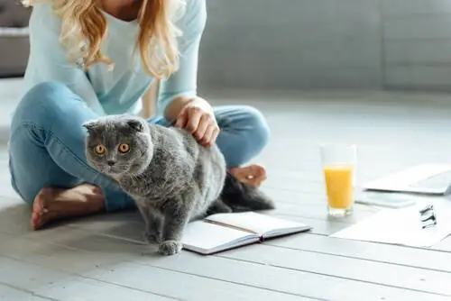 Кошка дома со своим хозяином Кошка дома со своим хозяином