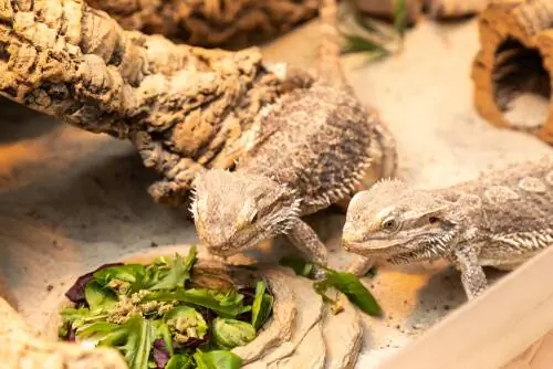 Pogona vitticeps - одно из самых долгоживущих домашних животных.