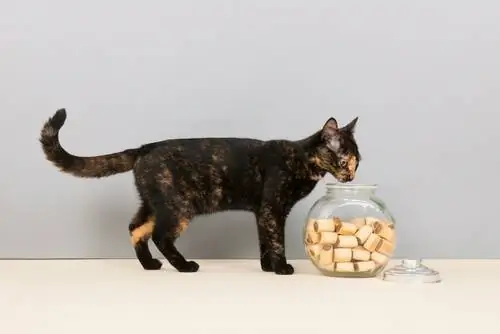 печенье для кота