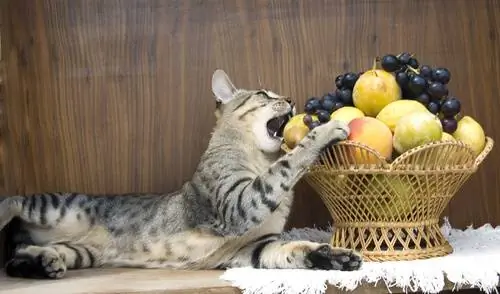 Фрукты, которые можно есть кошкам: яблоко и абрикос. Фрукты, которые можно есть кошкам: яблоко и абрикос.