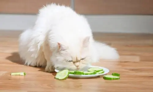 Вегетарианская еда для вашей кошки