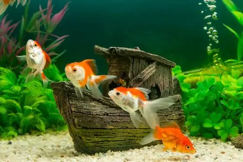Типы воды для вашего аквариума