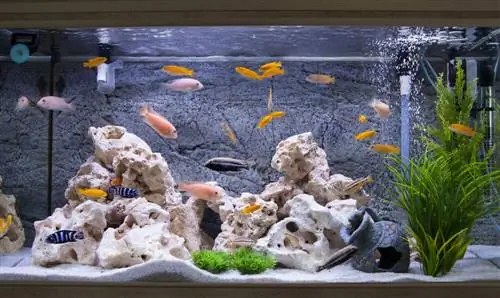 Какие рыбы не могут жить в аквариуме