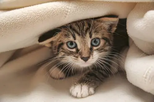Советы по обучению вашей кошки