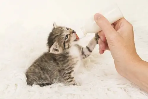 котенок пьет из бутылочки