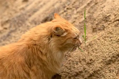 Что заставляет кошек есть грязь?