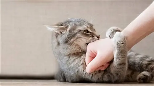 Кошка играет со своим опекуном.