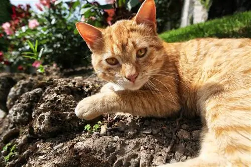 Каковы причины того, что кошки едят грязь?