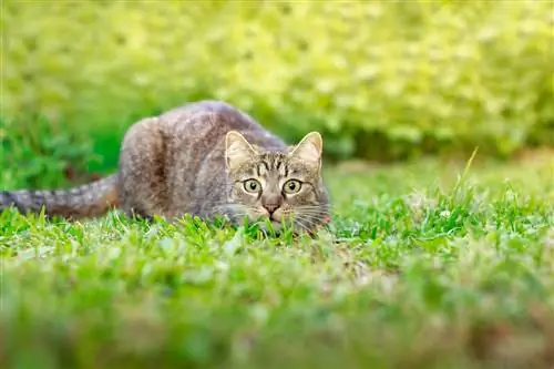 Кошки могут захотеть убежать из дома.