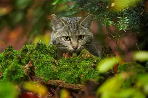 Дикая кошка.