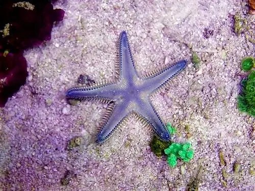 Один из видов морских звезд. Один из видов морских звезд.