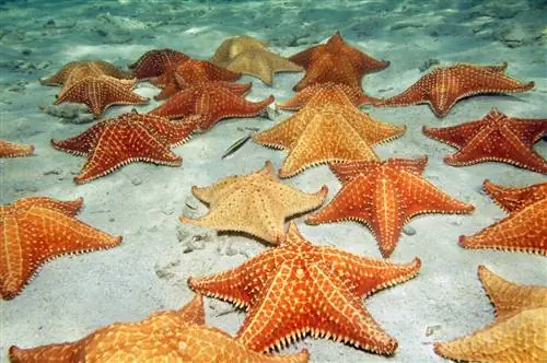 Морские звезды. Морские звезды.