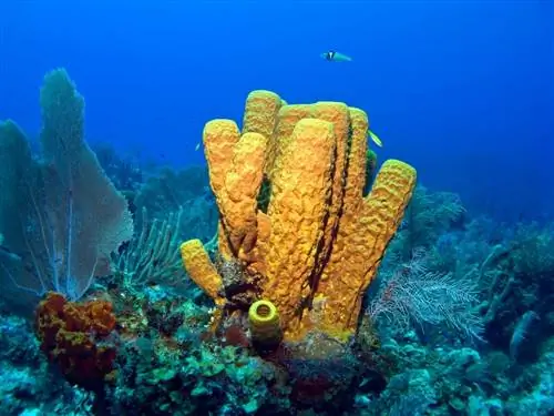 Одно из морских животных, распространяющих вирусы. Одно из морских животных, распространяющих вирусы.