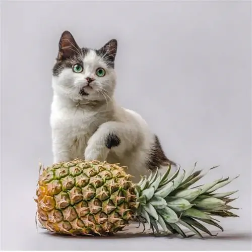 Можно ли кошкам есть ананас?